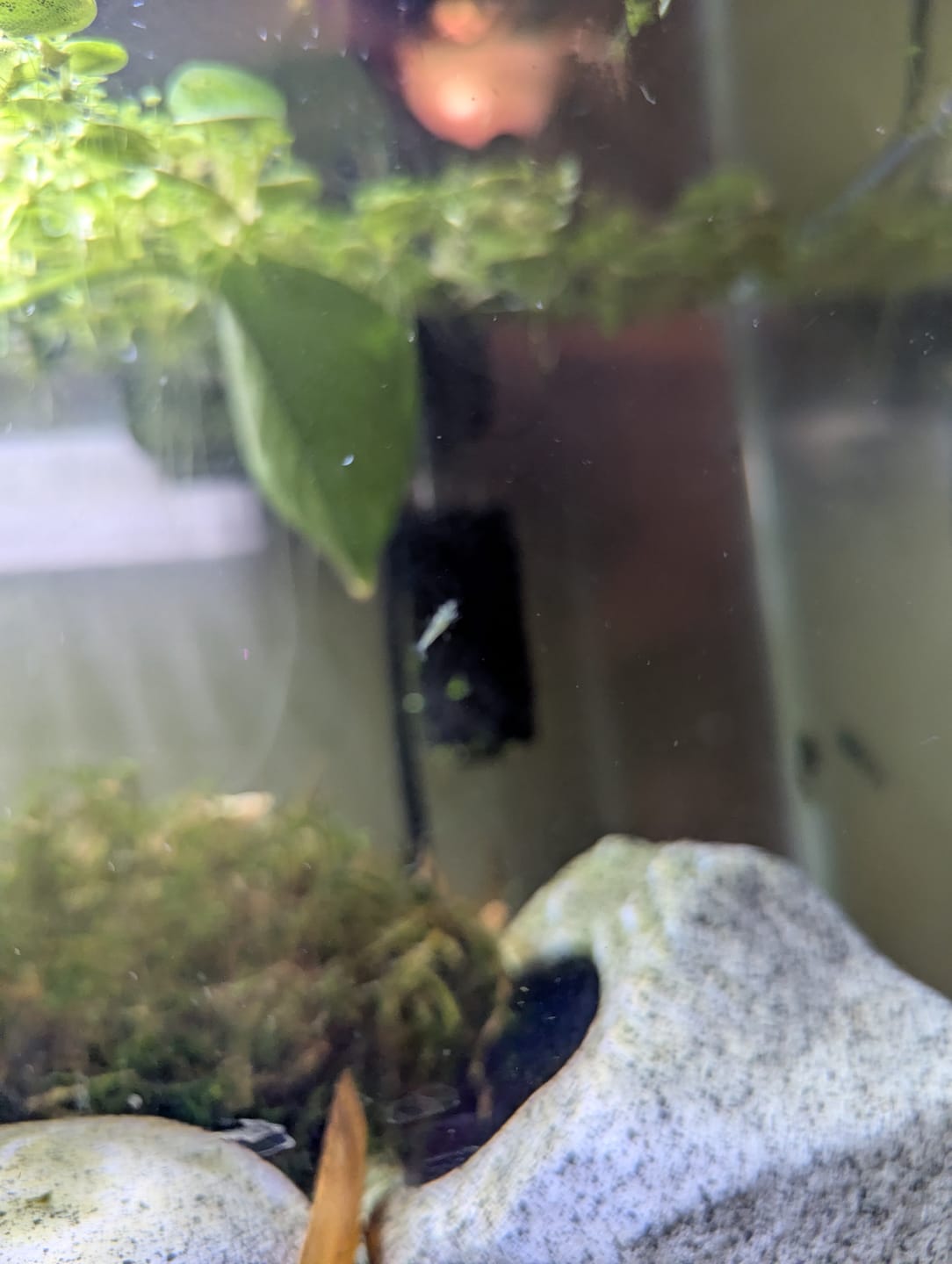 Customer photo review of Green Rili Shrimp