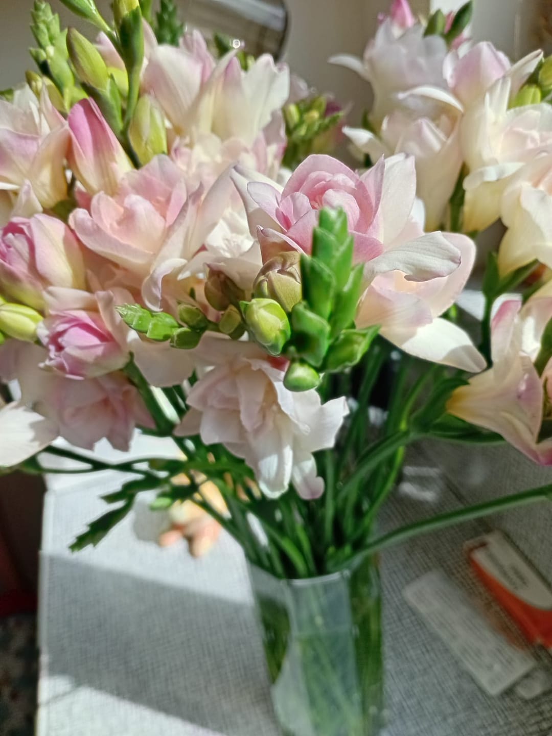 Customer photo review of Light Pink Guernsey Long Stem Freesia Flowers