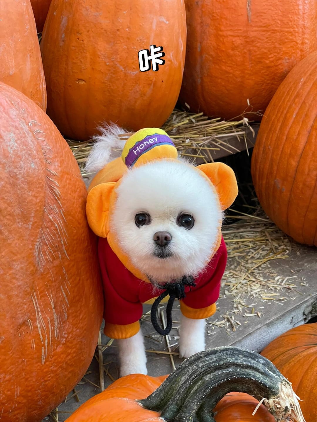 Customer photo review of Pet Sweatshirt Warm Fleece Cosplay Hoodies