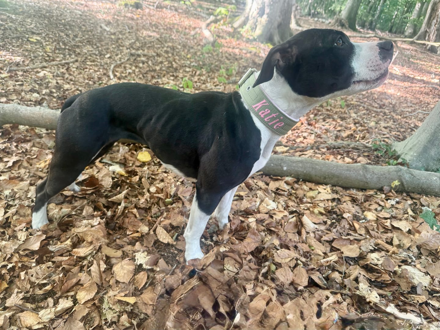 Customer photo review of Hundhalsband med namn
