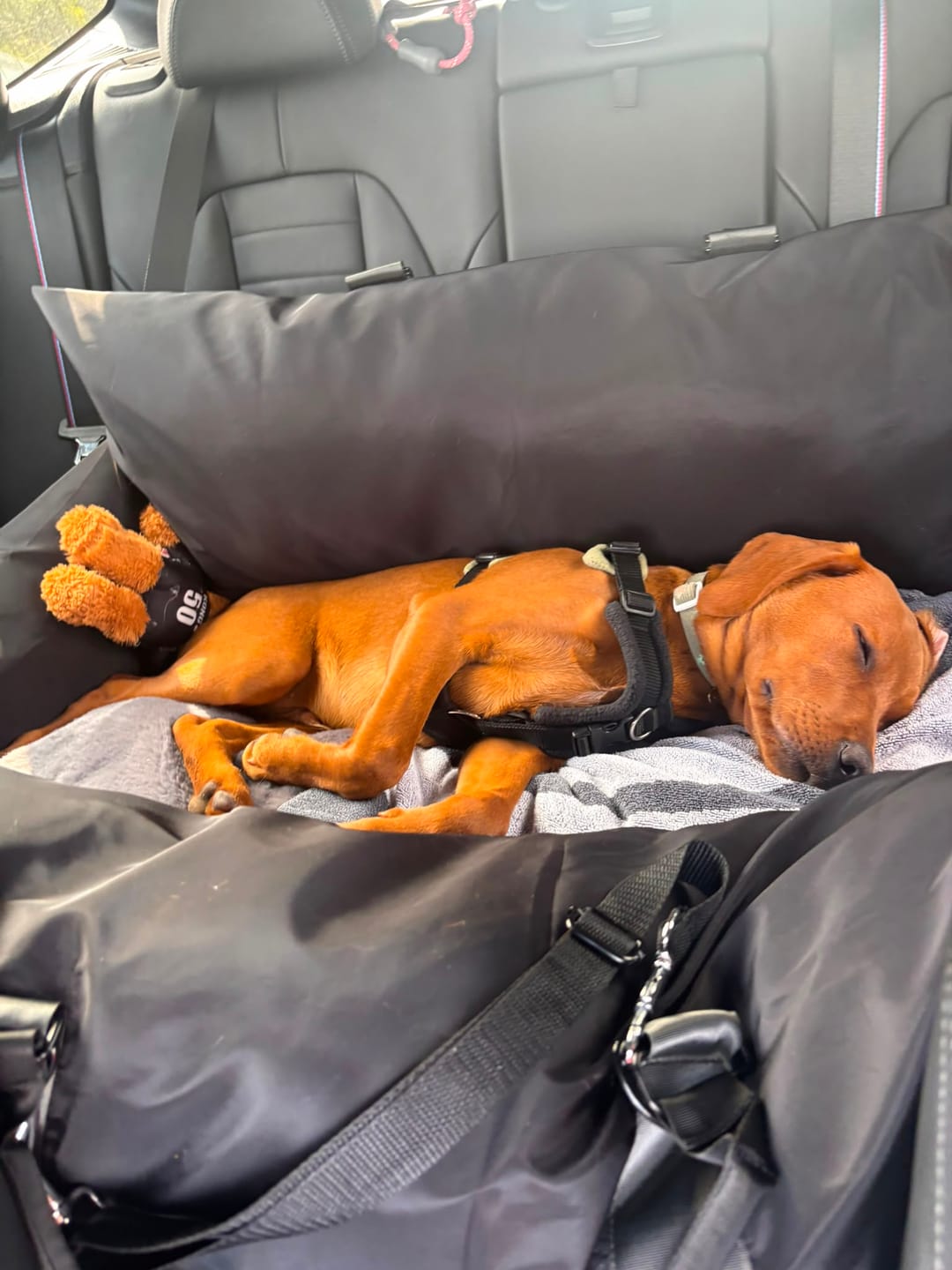 Customer photo review of Travel Dog Pod XL - Now With Isofix