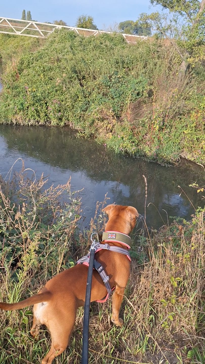 Customer photo review of Staffordshire Bull Terrier 1935® Anti-slip Leash - 1.8m to 5m