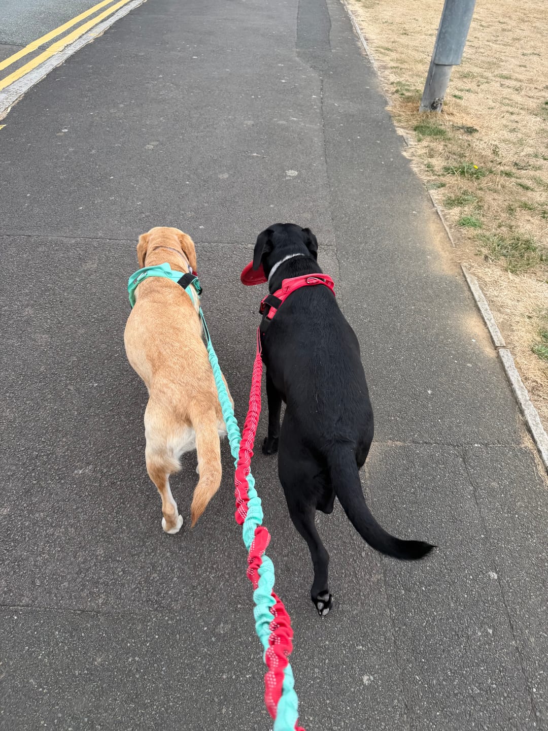 Customer photo review of 🎁 FREE ParoPet Bungee Lead