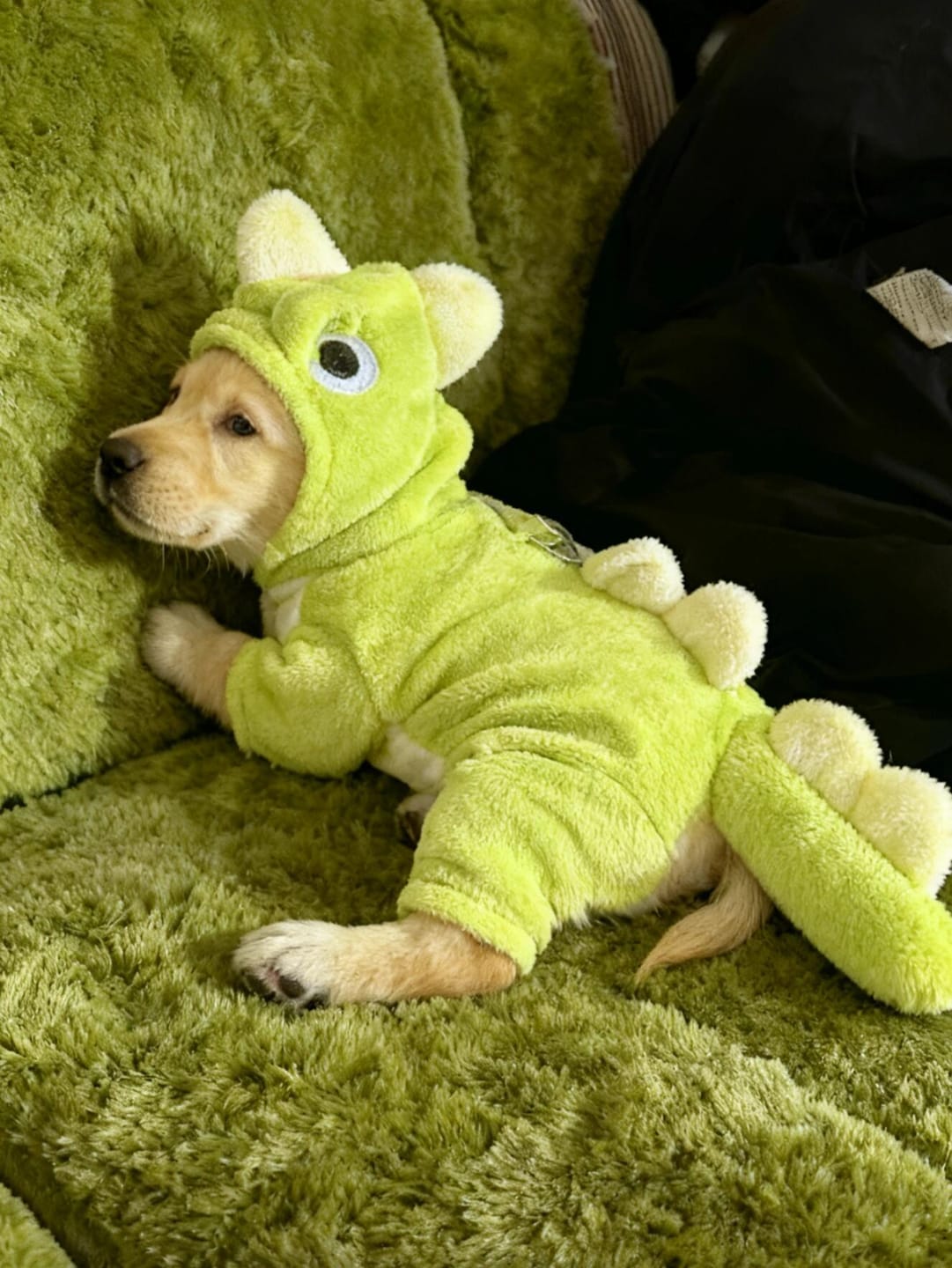 Customer photo review of Dinosaur Bodysuit costume