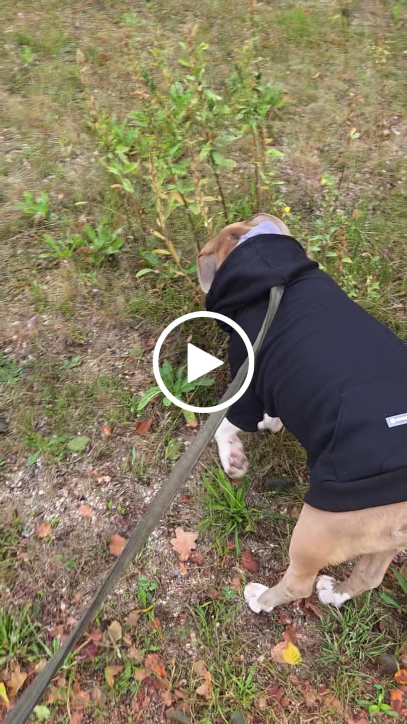 Customer video review of Essential Dog Hoodie - Black