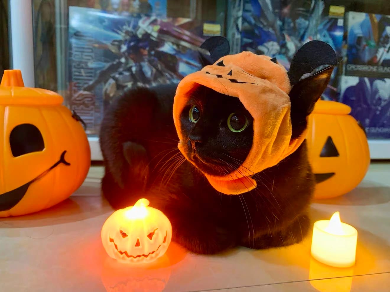 Customer photo review of Halloween Costumes - 1Pcs Adjustable Orange Pumpkin Hat Pet