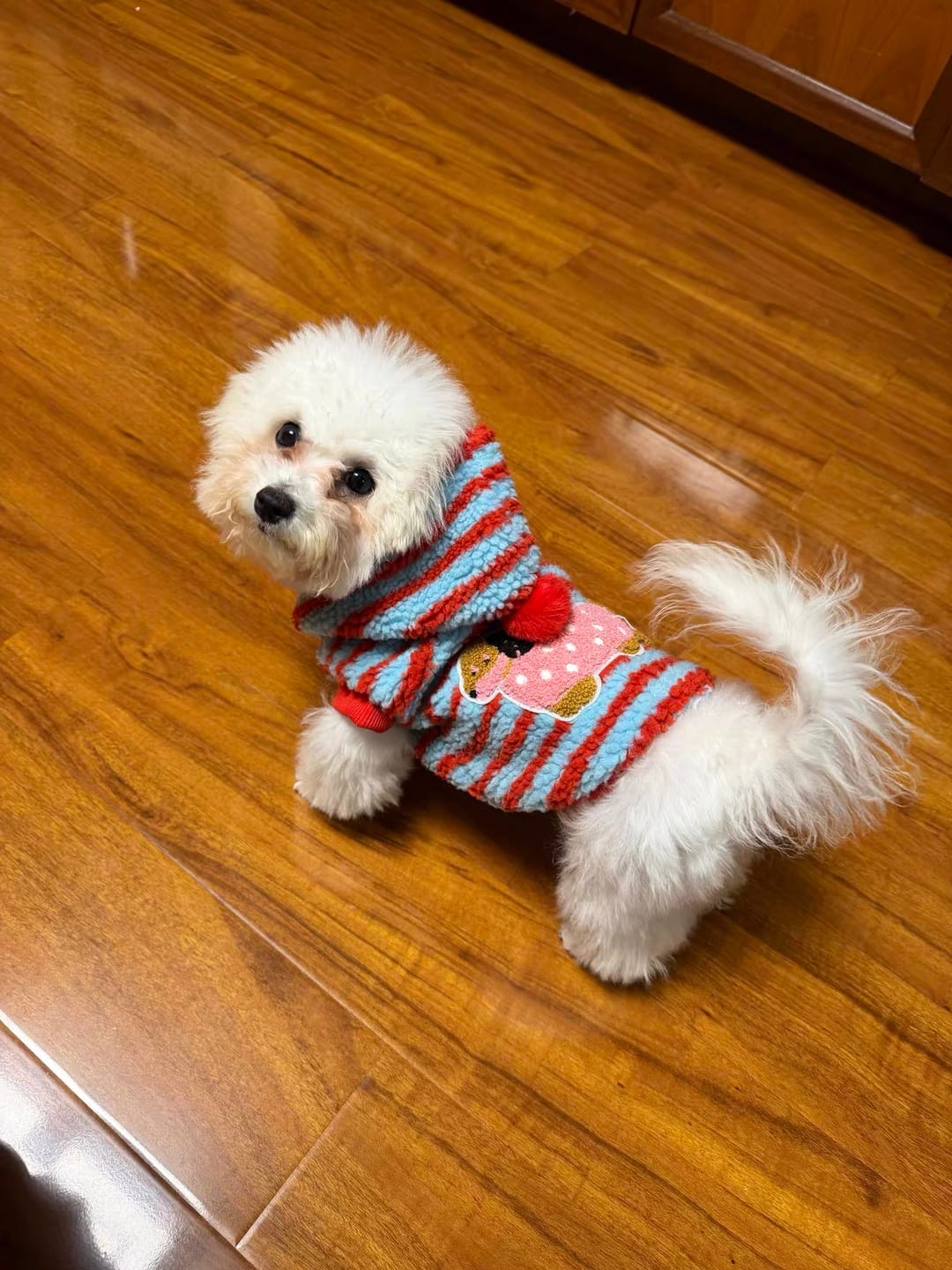 Customer photo review of Fleece Striped Dachshund Dog Cat Harness Hoodie – Warm, stylish, and functional all in one.