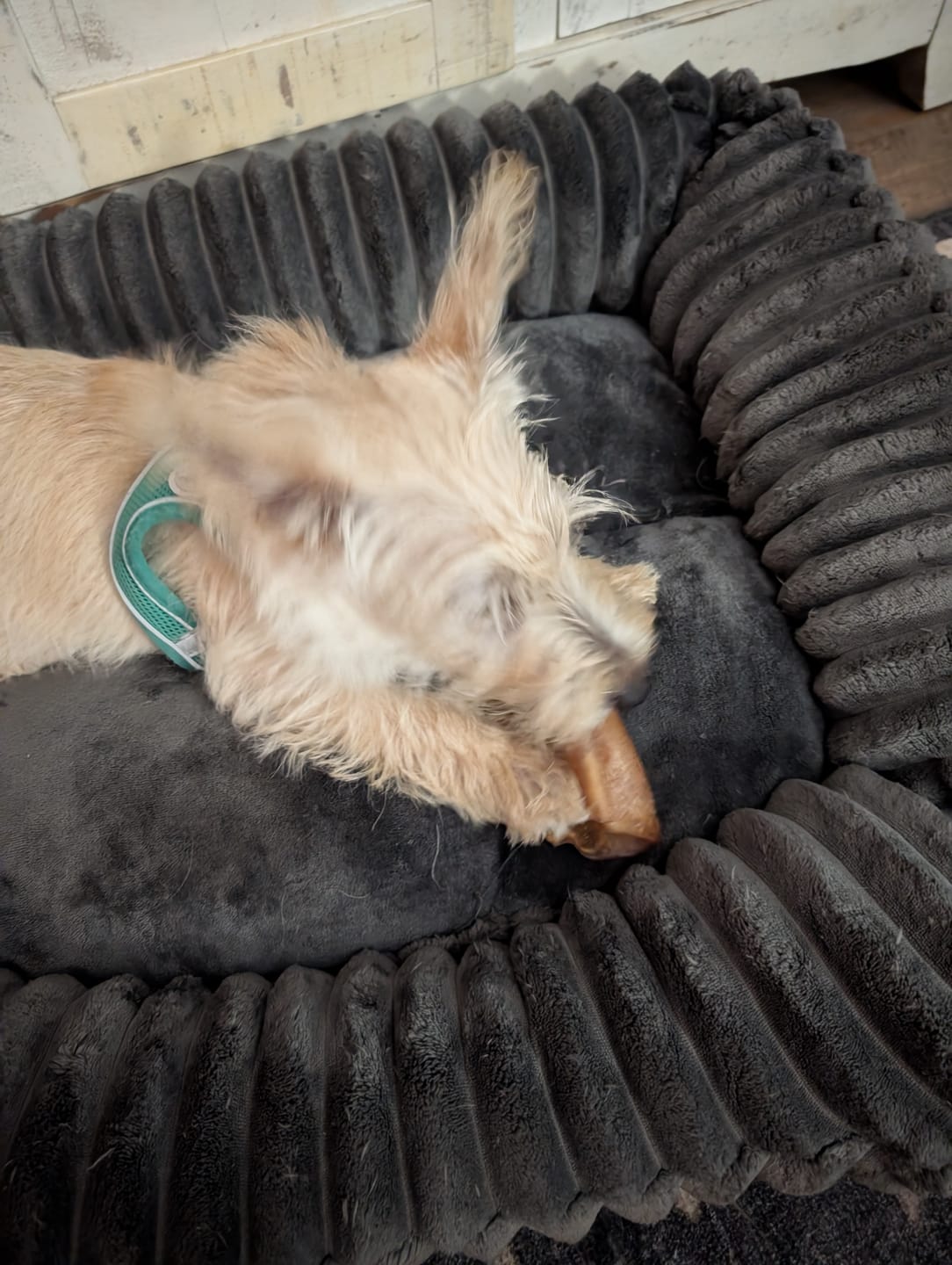 Customer photo review of 6 Inch Standard Braided Bully Stick