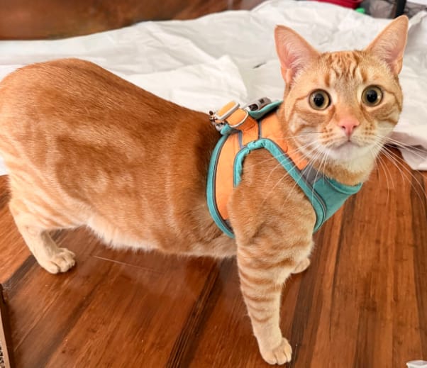 Customer photo review of Escape-Proof Cat Harness + Leash — Reflective Vest