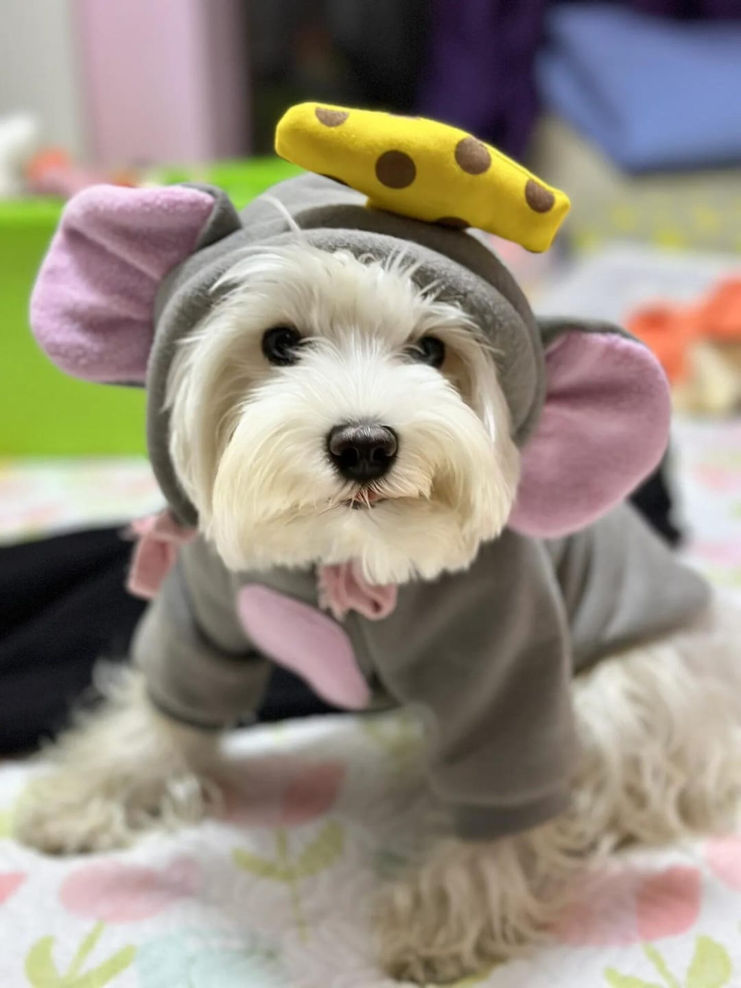 Customer photo review of Pet Sweatshirt Warm Fleece Cosplay Hoodies