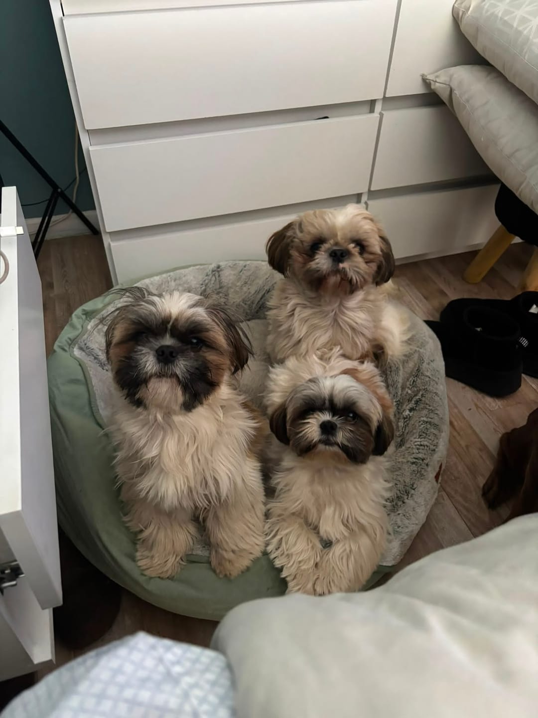 Customer photo review of PetFamily Foods Razas Pequeñas