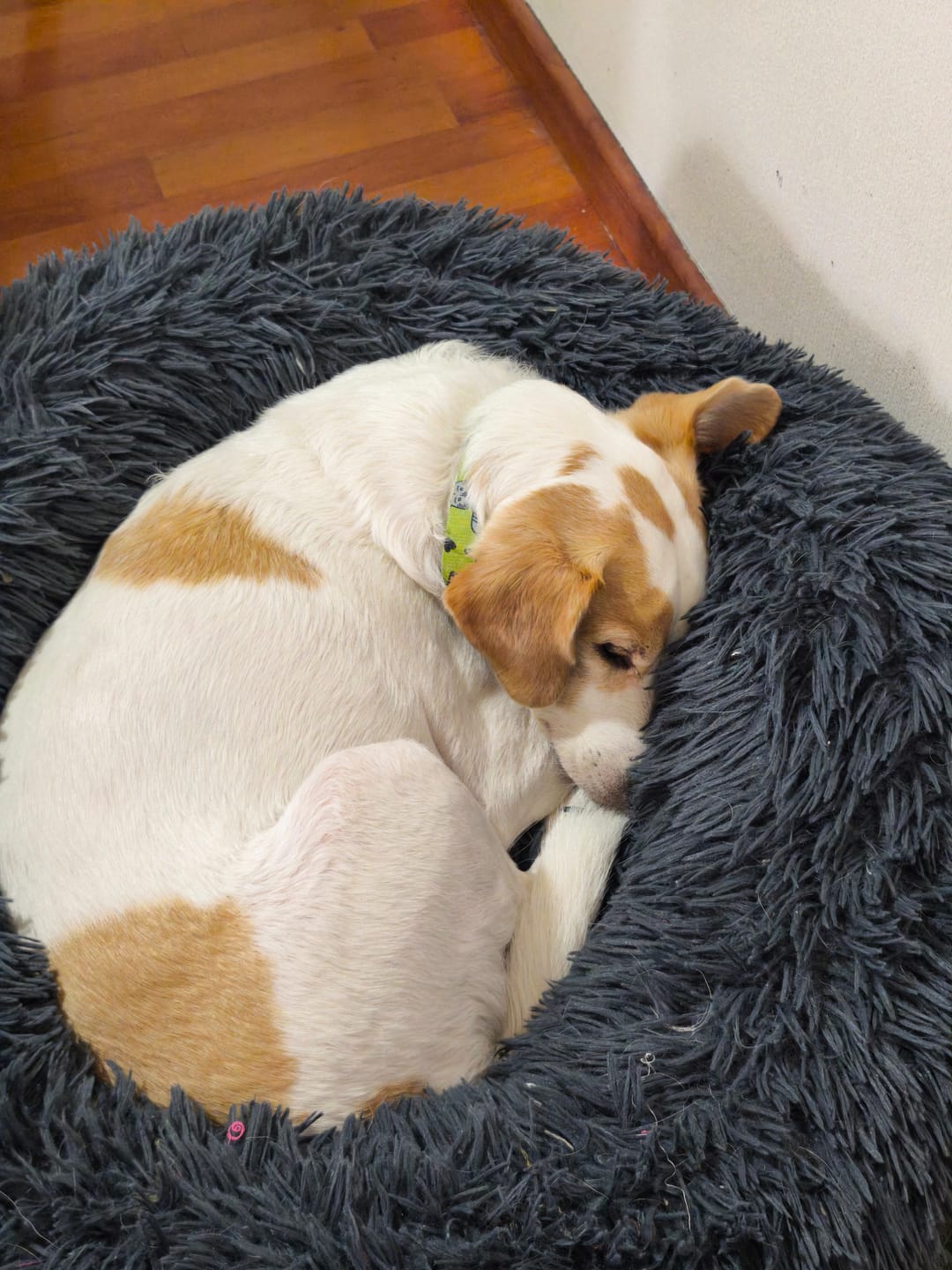 Customer photo review of Cama Anti-Estrés THE DOGS — Menos ansiedad, más descanso