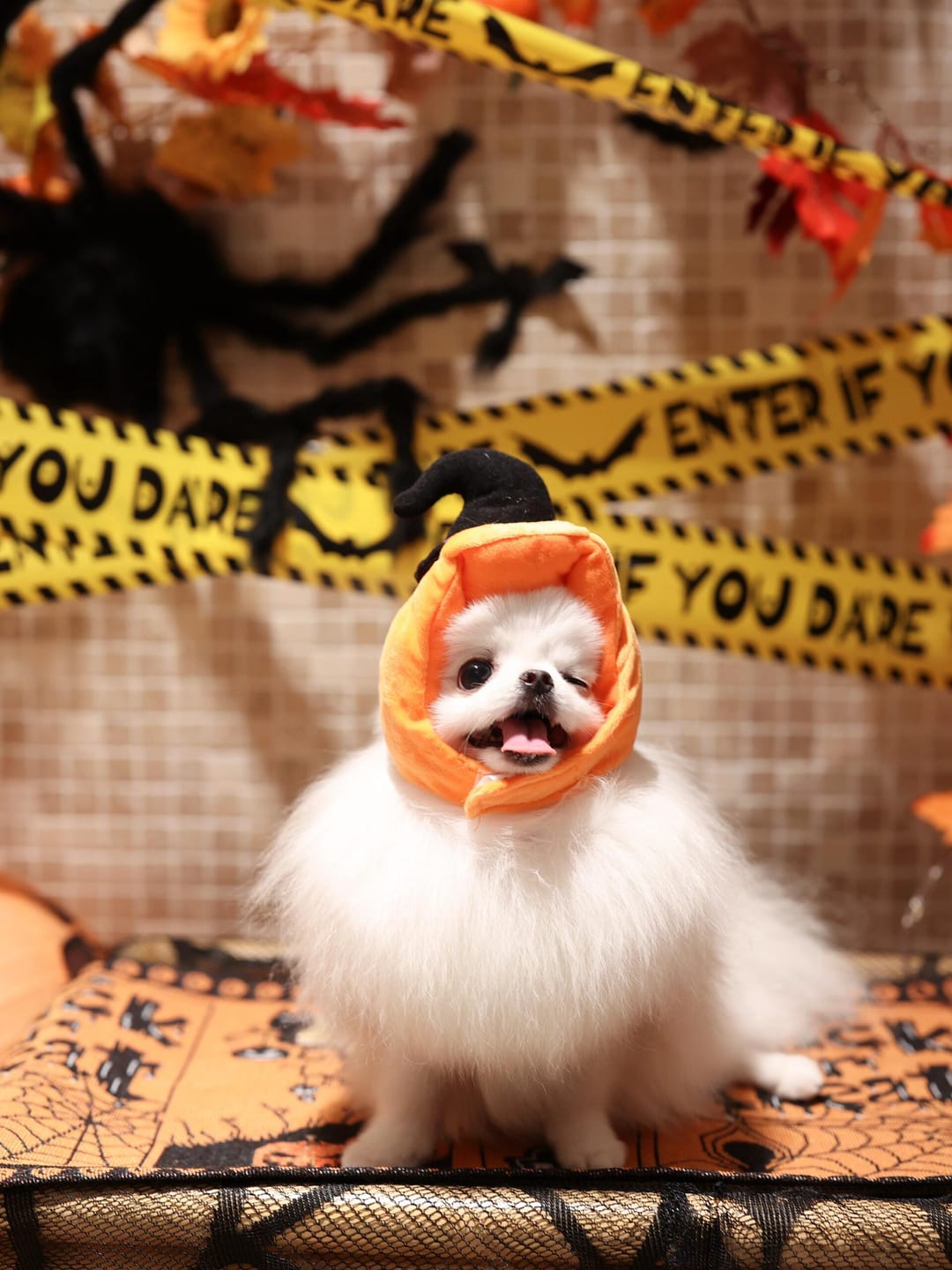 Customer photo review of Halloween Pumpkin Hats Costume