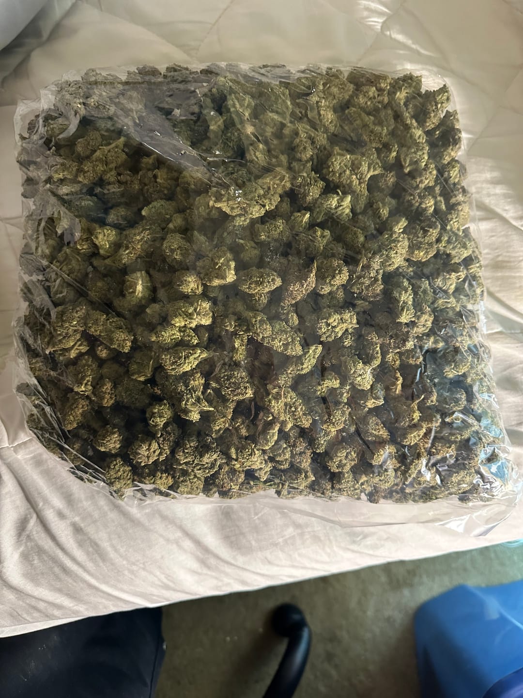 Customer photo review of Boutique Exotics Obama Runtz - Bulk - Hybrid