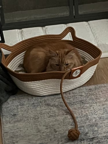 Customer's orange cat resting in the beige and brown Instinct Basket on a rug.