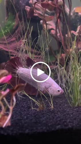 Customer video review of Snow Dragon Plakat Male Betta Fish