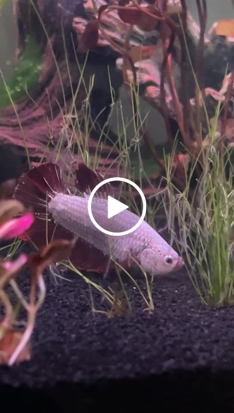 Customer video review of Snow Dragon Plakat Male Betta Fish