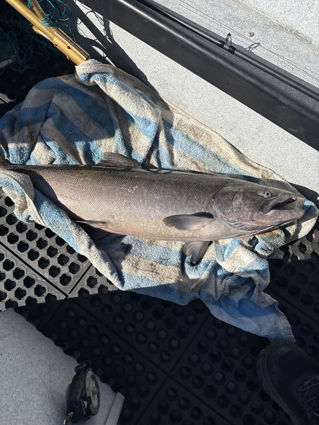 Customer photo review of Brad's KillerFish KF16 5.25" - King Salmon