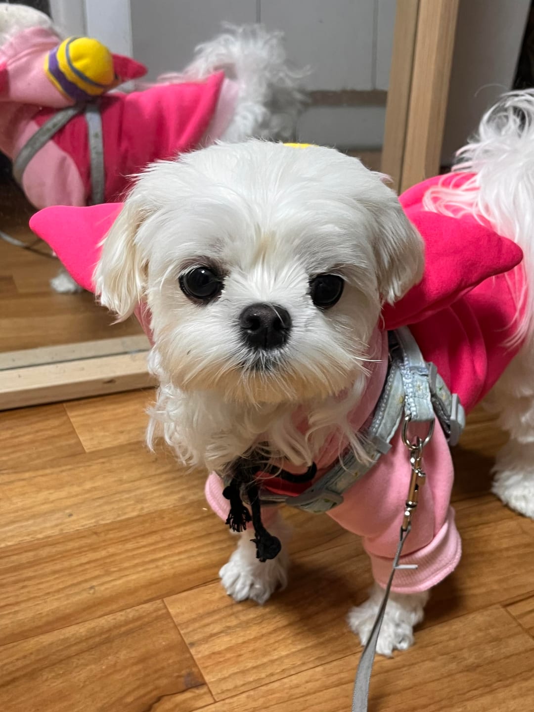 Customer photo review of Pet Sweatshirt Warm Fleece Cosplay Hoodies