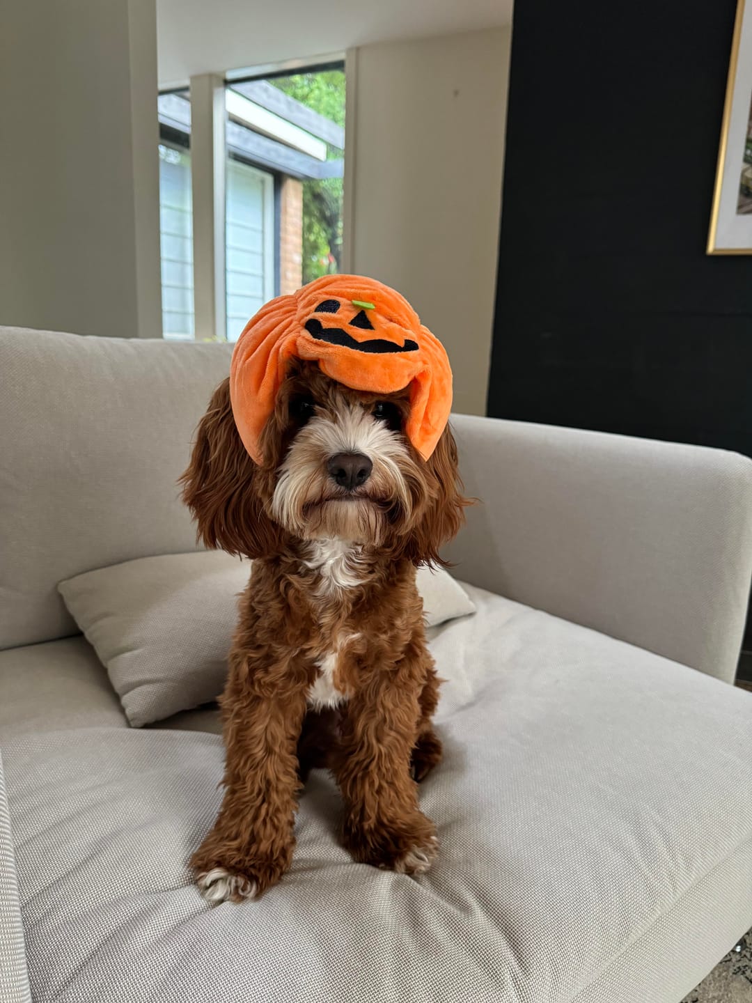 Customer photo review of Halloween Pumpkin Hats Costume