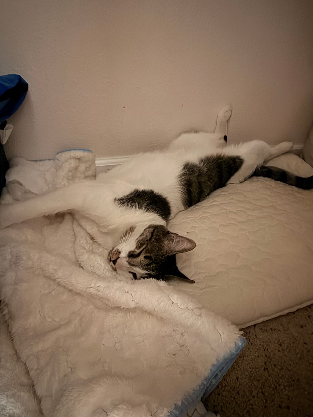 Customer photo review of Baa Baa Blanket