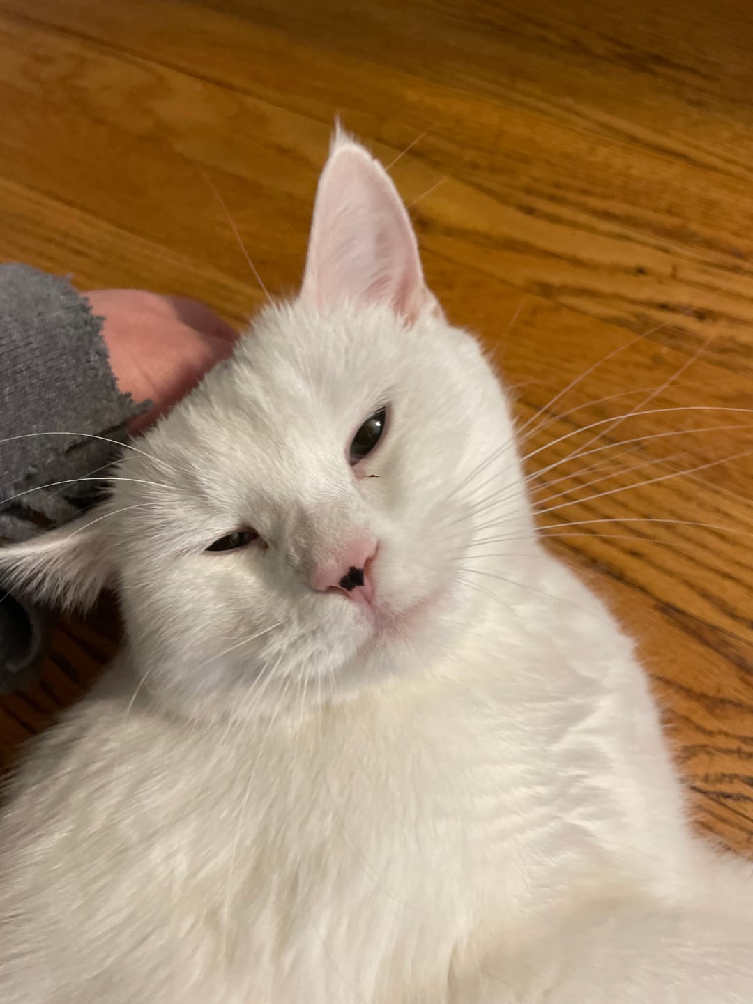 Customer photo review of HealthyMouth® Water Additive for Cats (Clinically Proven, VOHC Accepted)