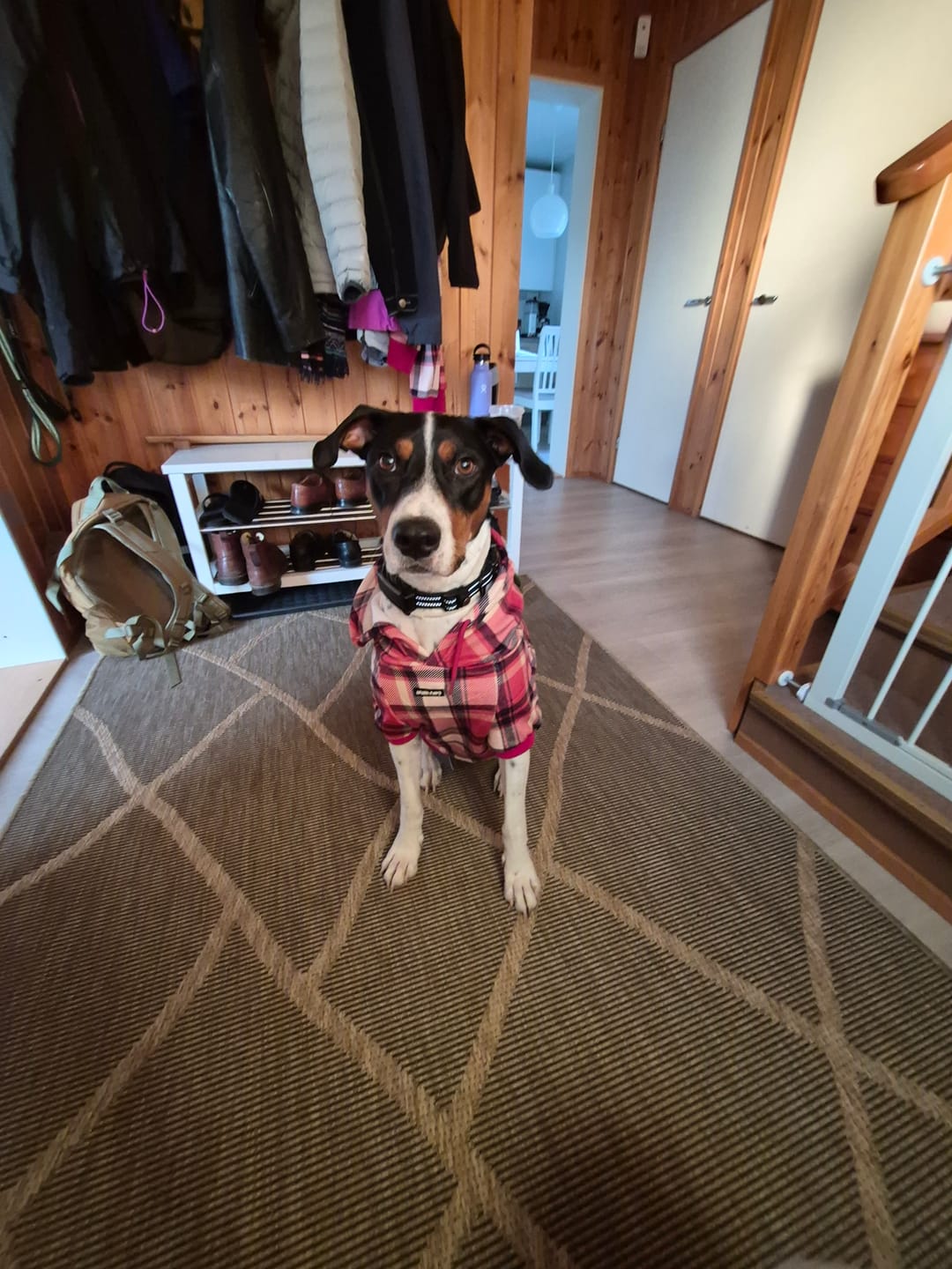 Customer photo review of Red Plaid Dog Hoodie