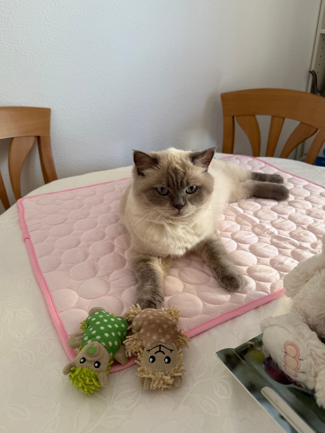 Customer photo review of Tapis Rafraîchissant pour Chat – Offrez-lui un confort immédiat