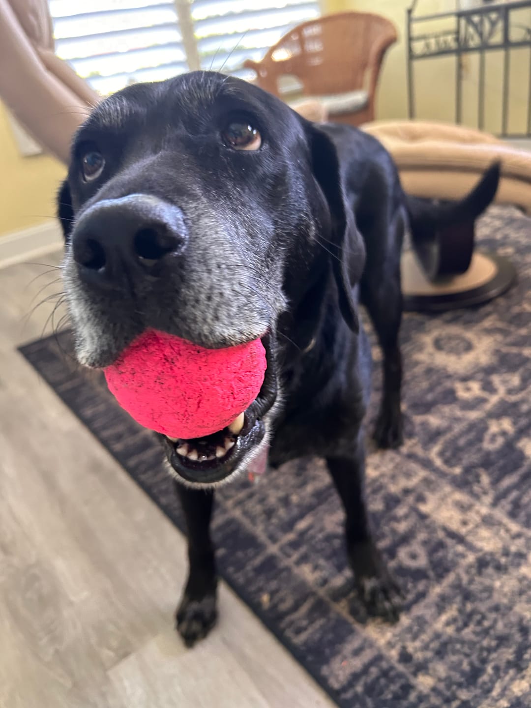 Customer photo review of WUNDERball - Best Fetch Toy