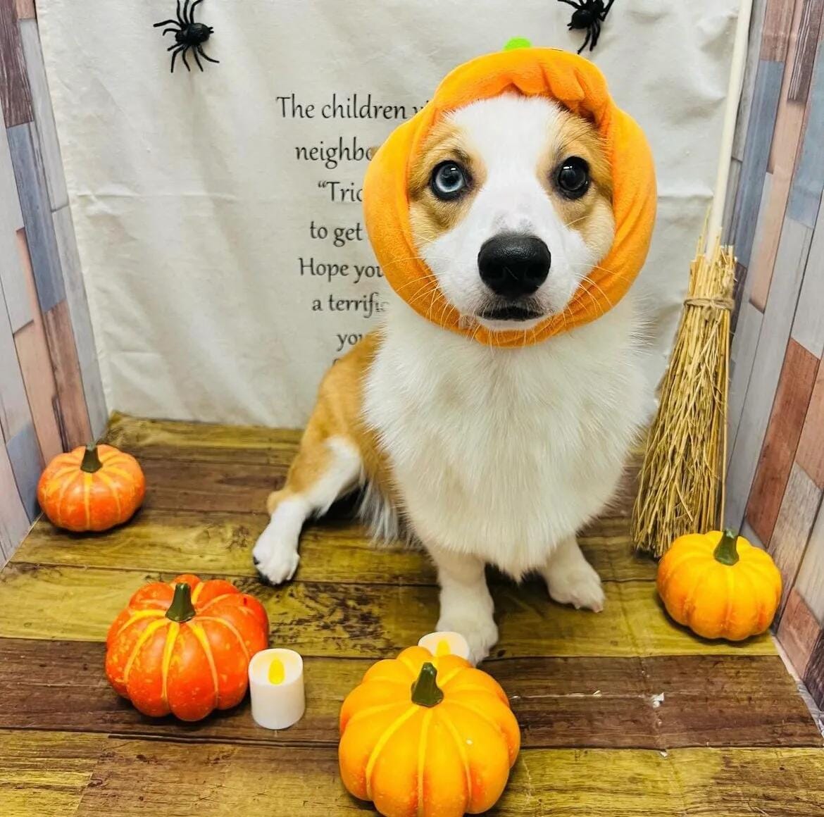 Customer photo review of Halloween Pumpkin Hats Costume