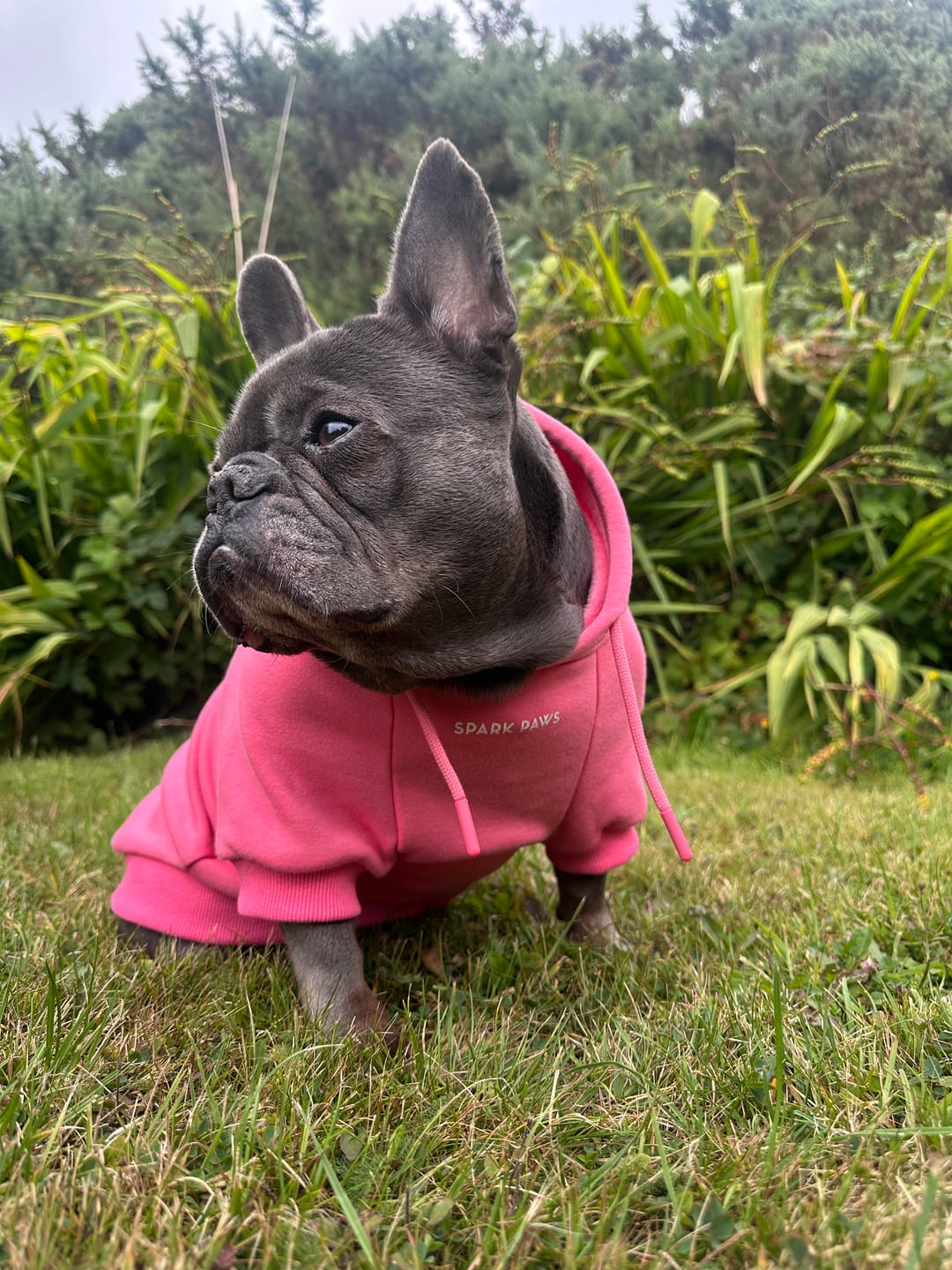 Customer photo review of Essential Dog Hoodie - Blush Pink
