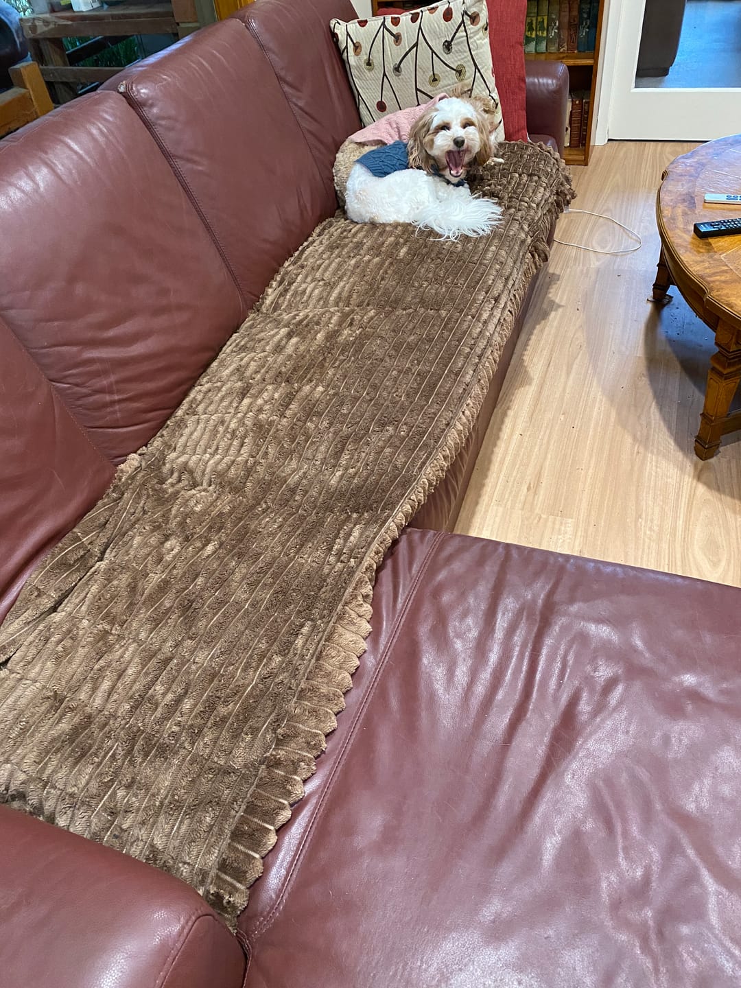 Customer photo review of CouchCloud - Couch Covers