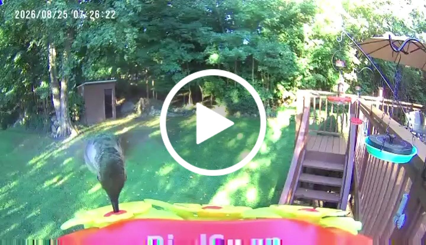 Customer video review of Smart Solar Hummingbird Feeder with HD Camera
