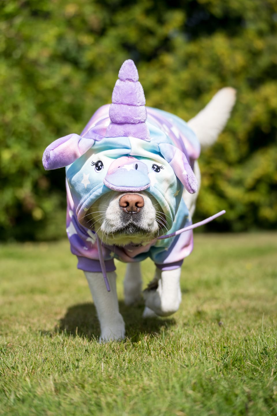Customer photo review of Halloween Dog Hoodie - Unicorn (2)