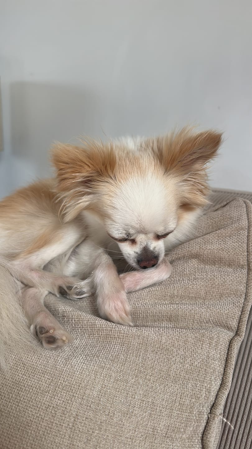 Customer photo review of Leber Kräuter für Hunde "SUNNY LIVI"