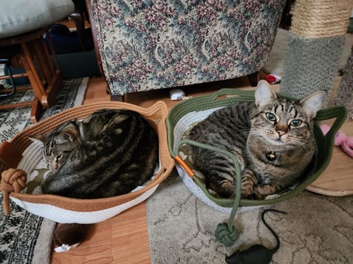 Customer's two cats resting in separate Instinct Baskets, one tan and one green, on the floor