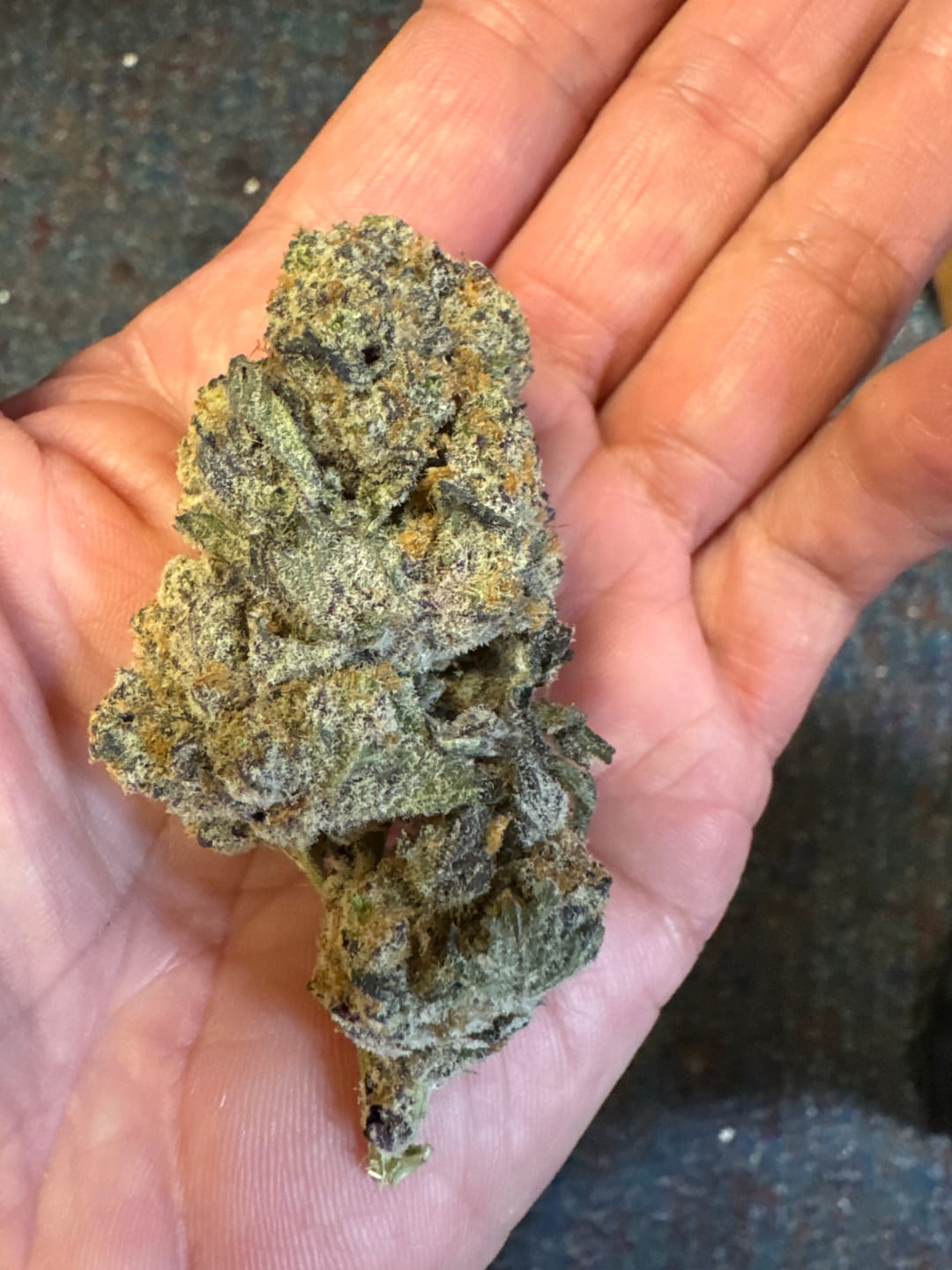 Customer photo review of Purple Haze