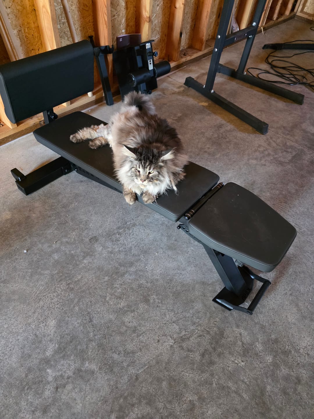 Customer photo review of APEX ADJUSTABLE BENCH