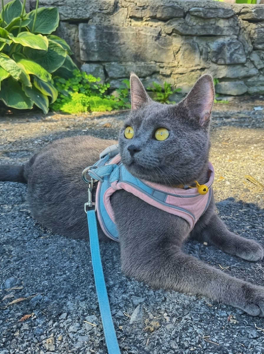 Customer photo review of Escape-Proof Cat Harness + Leash — Reflective Vest