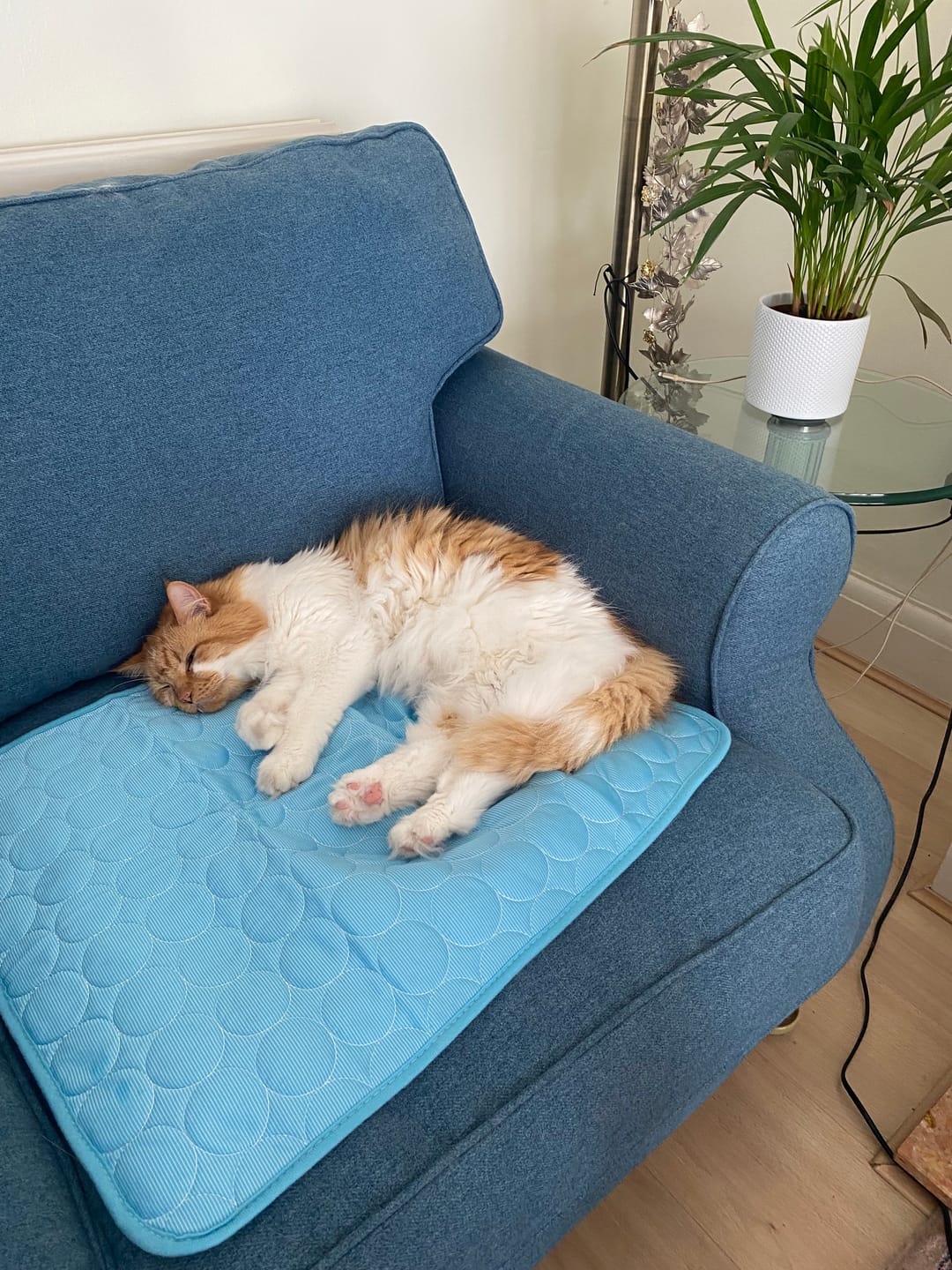 Customer photo review of The Ultimate Cooling Pet Mat
