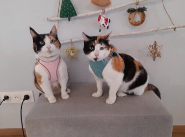 Customer photo review of Escape-Proof Cat Harness + Leash — Reflective Vest