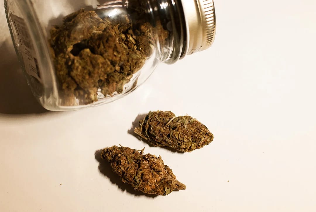 Customer photo review of Girl Scout Cookies (Light Assist) - THCA Flower
