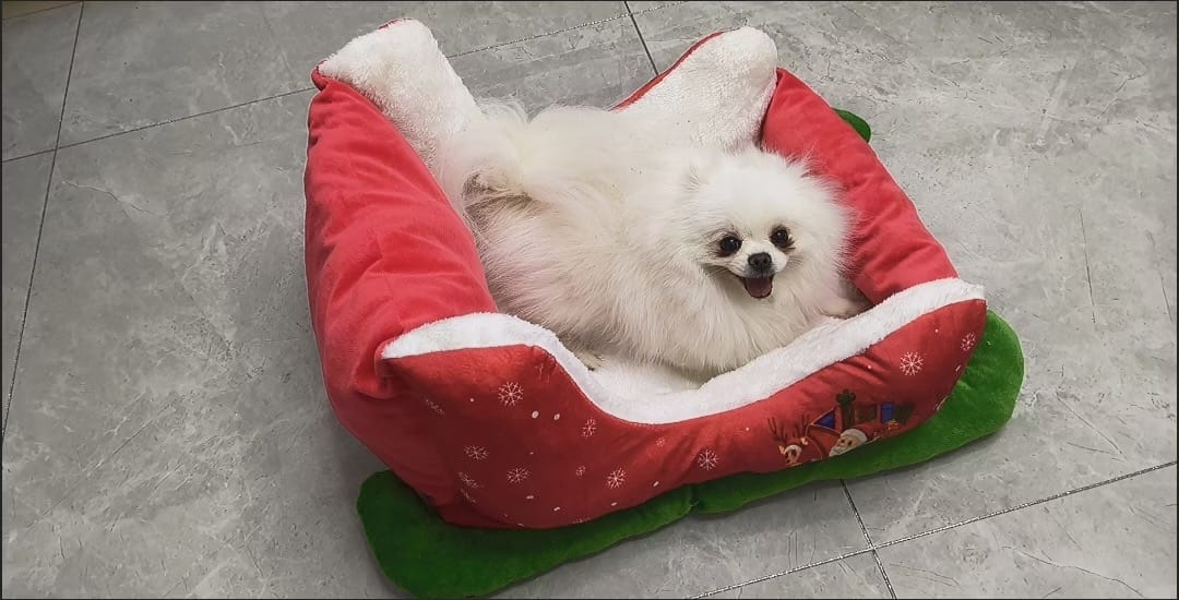 Customer photo review of Christmas Sleigh Pet Bed