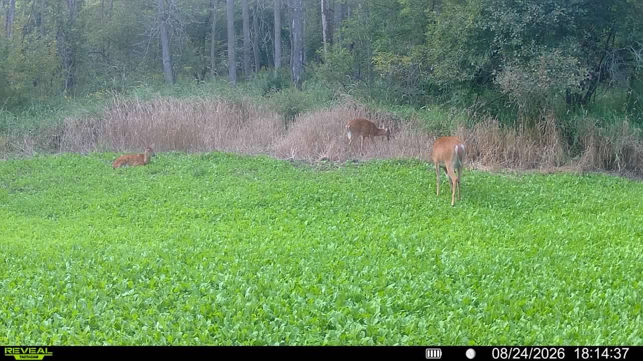 Customer photo review of Hot Chic™ Food Plot Seed