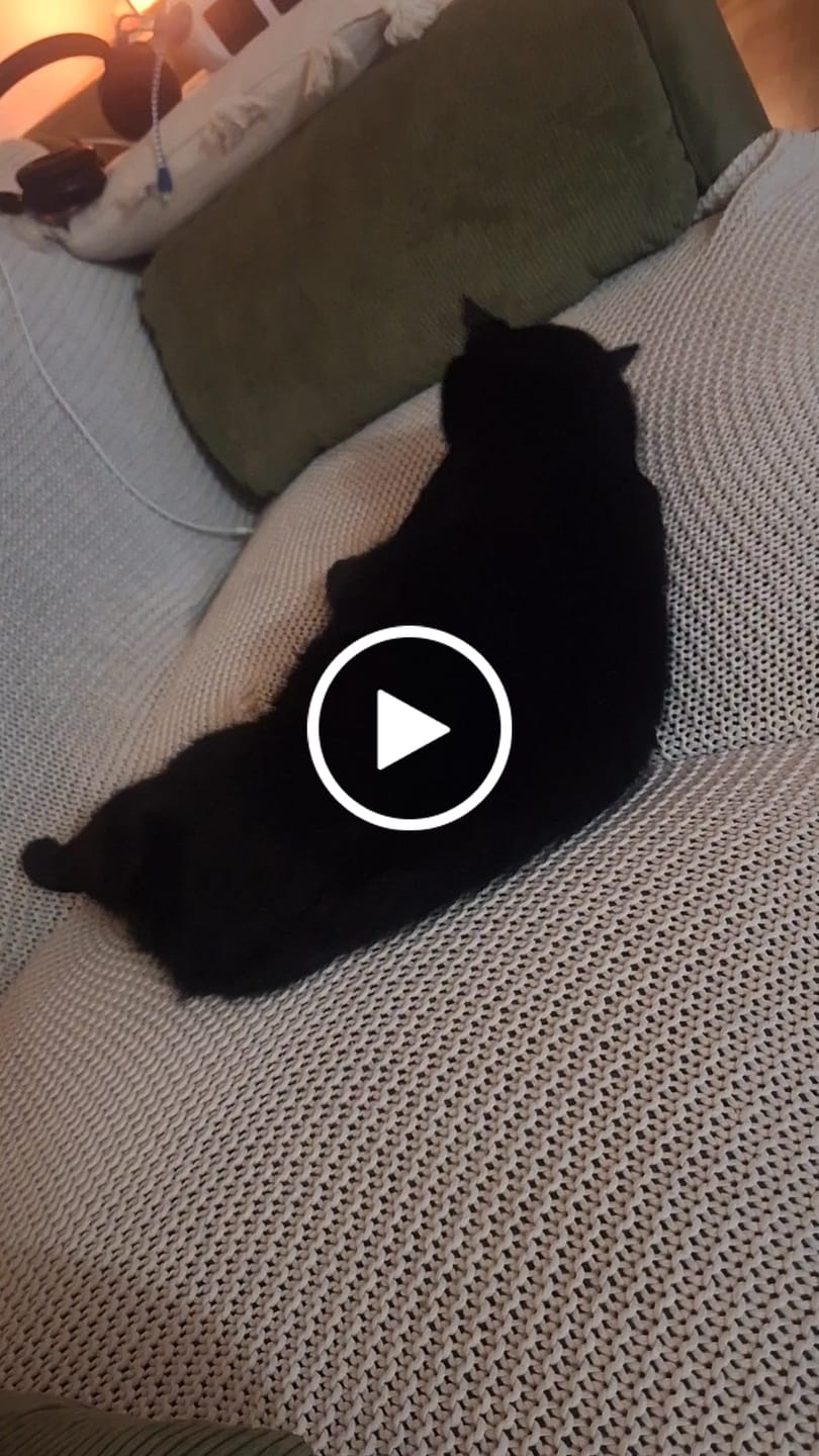 Customer video review of Herbe à chat