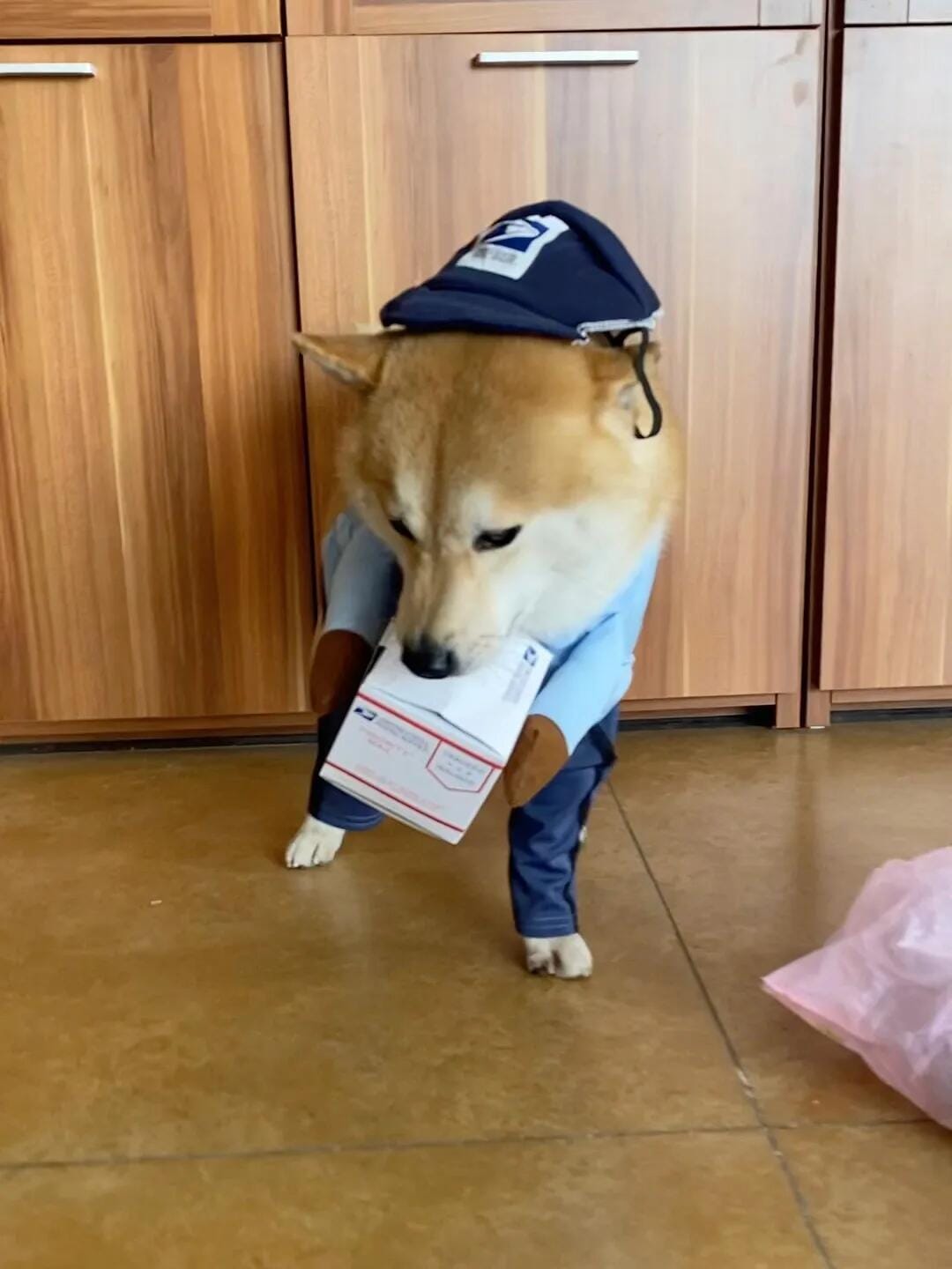 Customer photo review of Dog Mail Carrier Costume USPS