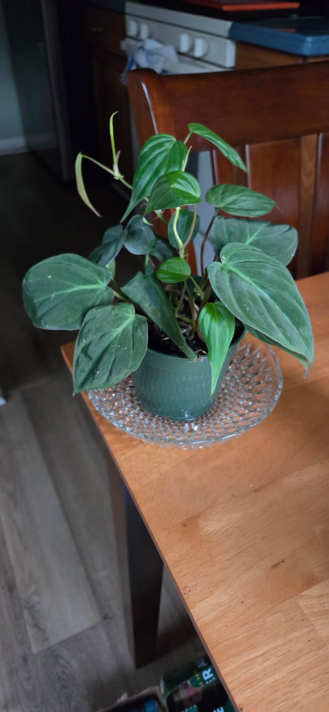 Customer photo review of Calathea Vittata Live Plant in a Pot | White Striped Calathea | Indoor Easy Beginner Plant | Pet Friendly Plants | Gift Plants