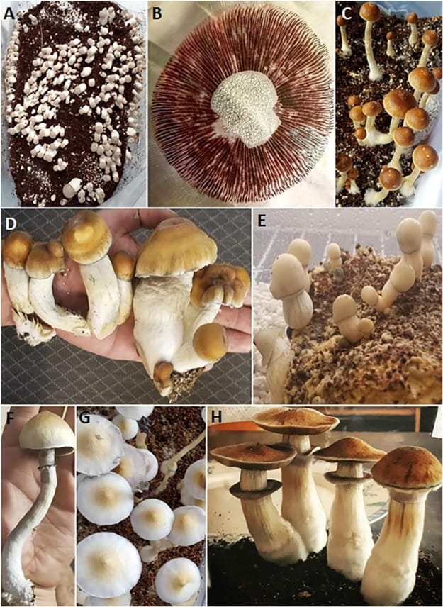Customer photo review of All Mushrooms Are Edible T-Shirt