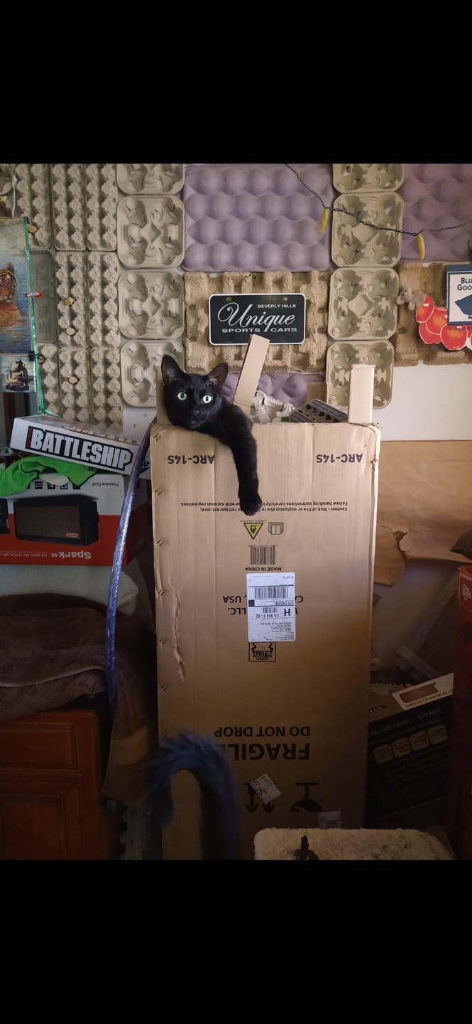 Customer photo review of 6x Blisso Advanced Cat Probiotic