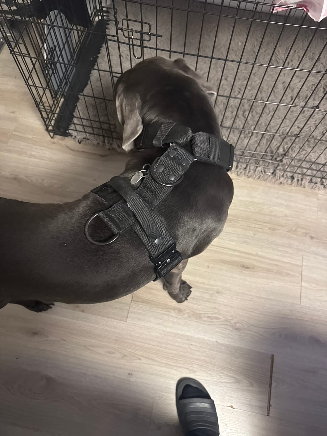 Customer photo review of Guard Leash Black Edition Svart - Väktarkoppel med extra handtag